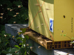 Les abeilles volent devant leur nouvelle maison