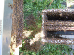 Les abeilles rentrent dans la ruchette