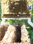 Les abeilles rentrent dans la ruchette