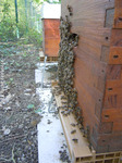 Entrée de ruche