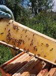 Les cadres se remplissent de miel